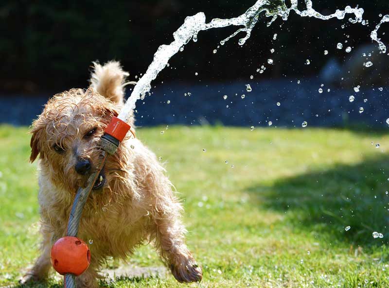 Pet food (cibo per cani), ma di cosa è fatto?? - Centro Cinofilo Bergamo